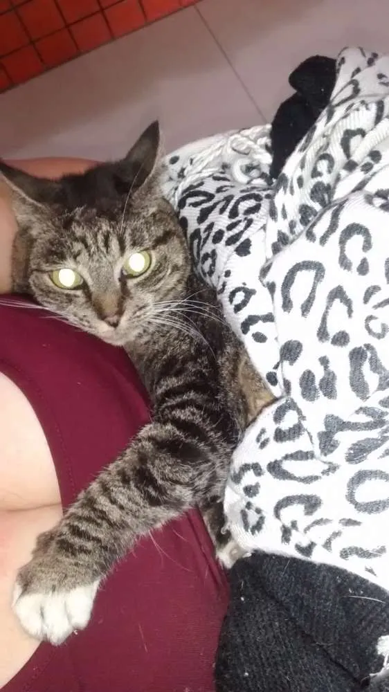 Gato ra a Não sei informar idade 1 ano nome Sem nome