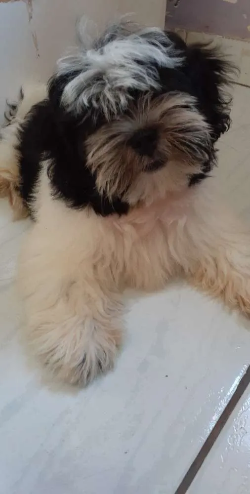 Cachorro ra a Lhasa apso idade 2 a 6 meses nome Tito