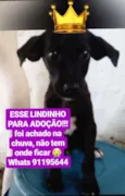 Nego