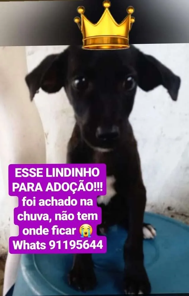 Cachorro raça Srd idade 2 a 6 meses nome Nego