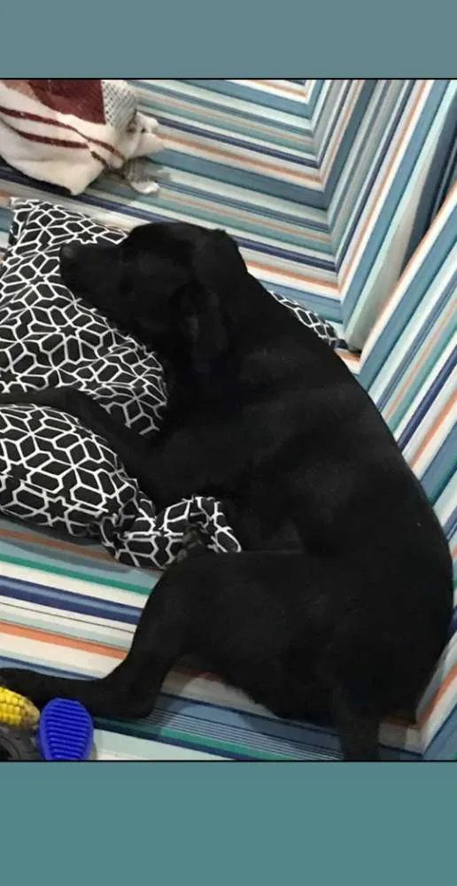 Cachorro ra a Sem raça  idade 7 a 11 meses nome Atende por Nina