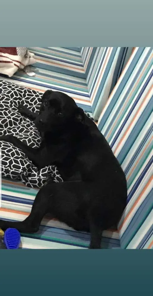 Cachorro ra a Sem raça  idade 7 a 11 meses nome Atende por Nina