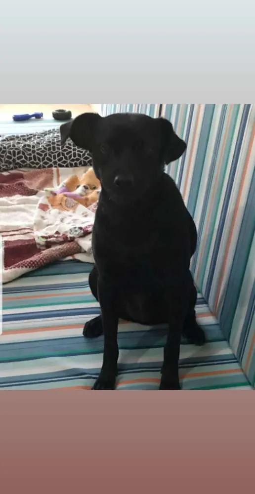 Cachorro ra a Sem raça  idade 7 a 11 meses nome Atende por Nina