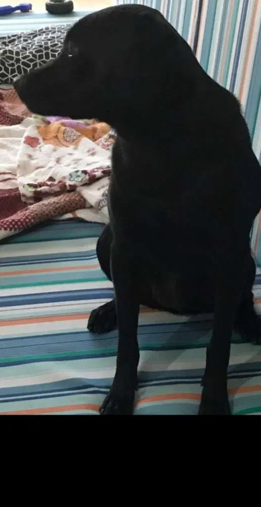 Cachorro ra a Sem raça  idade 7 a 11 meses nome Atende por Nina