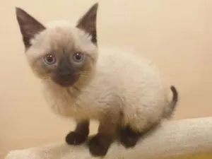 Gato raça Mestiças  idade Abaixo de 2 meses nome Princess& Alice