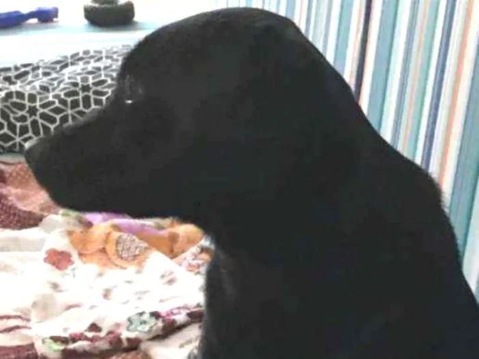 Cachorro ra a Sem raça  idade 7 a 11 meses nome Atende por Nina
