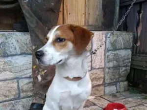 Cachorro raça Beagle (mestiça) idade 7 a 11 meses nome Sara