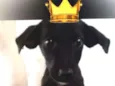 Nego