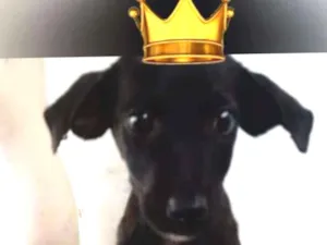 Cachorro raça Srd idade 2 a 6 meses nome Nego