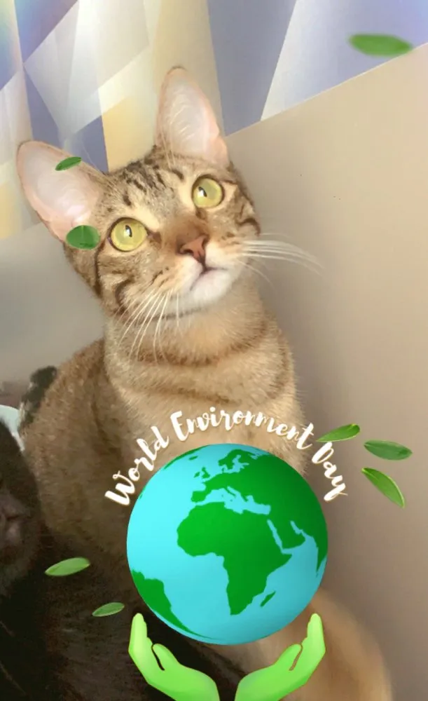 Gato ra a SRD idade 2 a 6 meses nome FRAMBOESA
