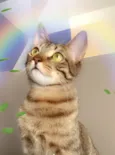 FRAMBOESA