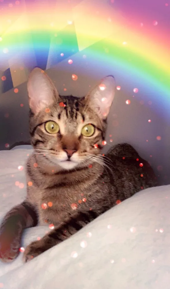 Gato ra a SRD idade 2 a 6 meses nome FRAMBOESA
