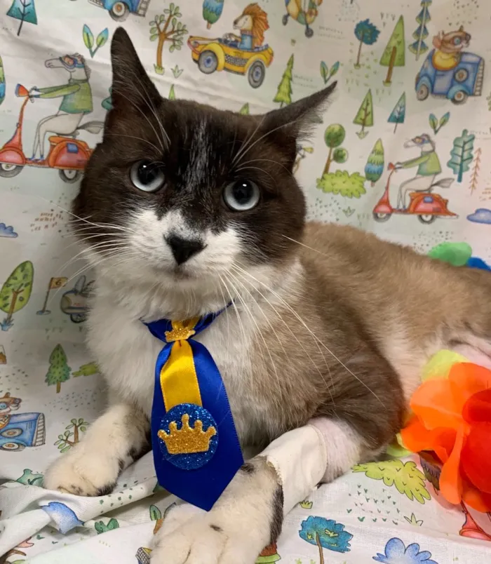Gato ra a SRD idade 7 a 11 meses nome BALI