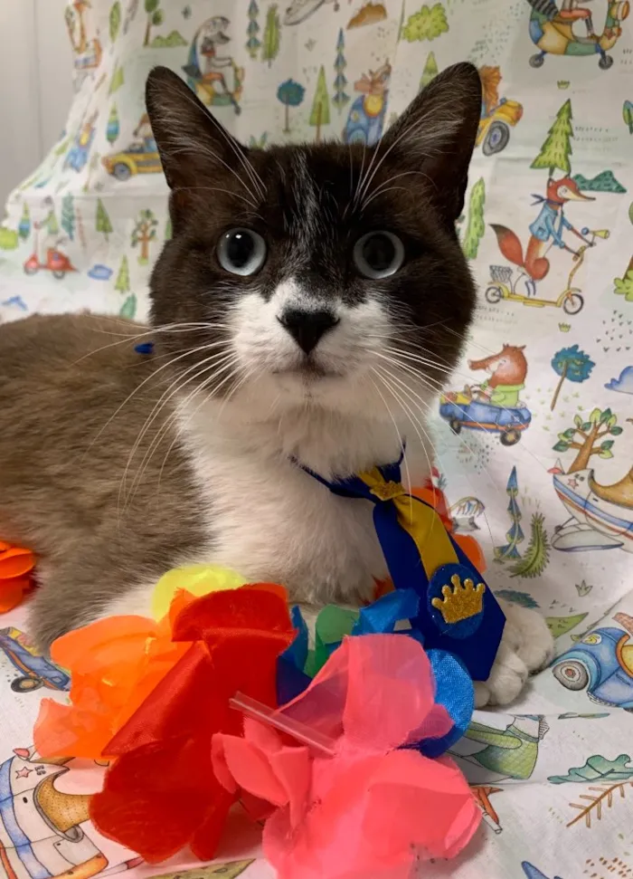 Gato ra a SRD idade 7 a 11 meses nome BALI