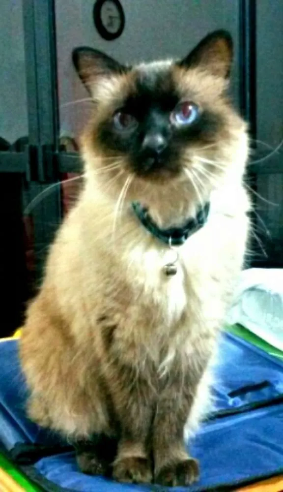 Gato ra a Point chocolate idade 6 ou mais anos nome Mingau