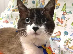 Gato raça SRD idade 7 a 11 meses nome BALI