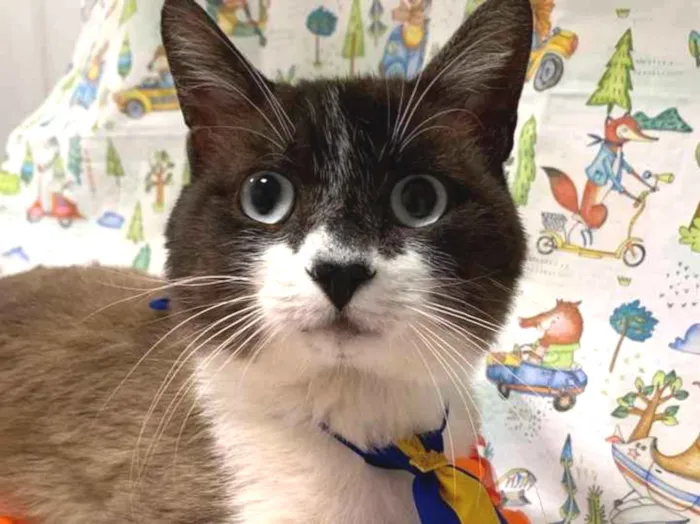 Gato ra a SRD idade 7 a 11 meses nome BALI