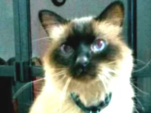 Gato raça Point chocolate idade 6 ou mais anos nome Mingau