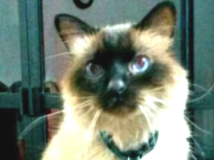 Gato ra a Point chocolate idade 6 ou mais anos nome Mingau