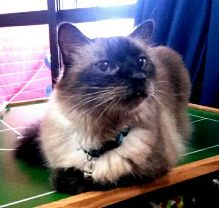 Gato ra a Point chocolate idade 6 ou mais anos nome Mingau
