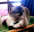 Mingau