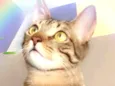 FRAMBOESA
