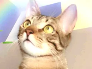 Gato raça SRD idade 2 a 6 meses nome FRAMBOESA