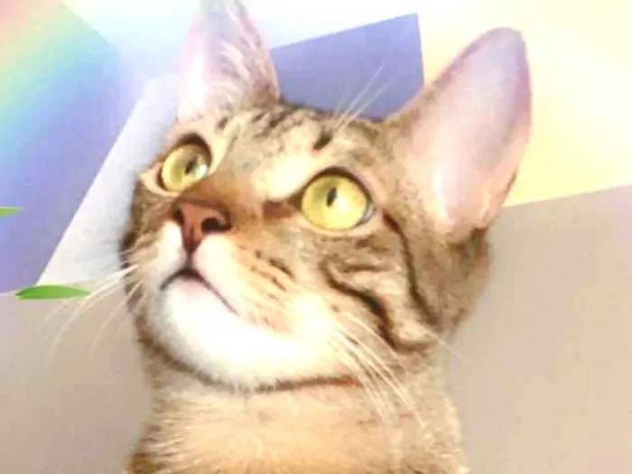 Gato ra a SRD idade 2 a 6 meses nome FRAMBOESA