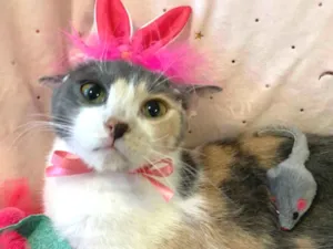 Gato raça SRD idade 7 a 11 meses nome BISCUIT