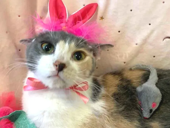 Gato ra a SRD idade 7 a 11 meses nome BISCUIT