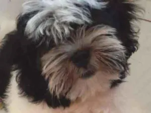 Cachorro raça Lhasa apso idade 2 a 6 meses nome Tito