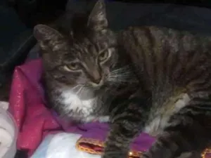 Gato raça Não sei informar idade 1 ano nome Sem nome