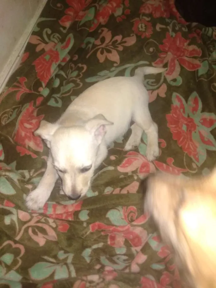 Cachorro ra a SRD idade 2 a 6 meses nome Mischa