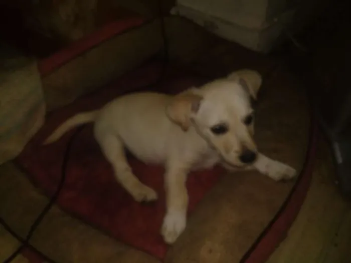 Cachorro ra a SRD idade 2 a 6 meses nome Mischa