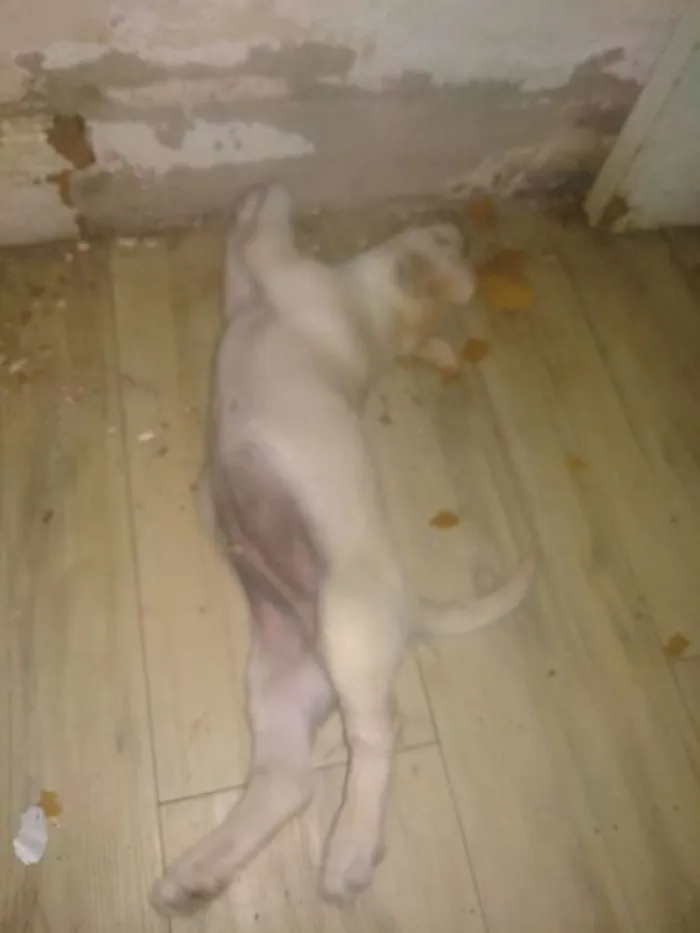 Cachorro ra a SRD idade 2 a 6 meses nome Mischa