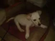Mischa