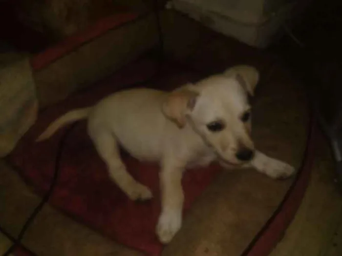 Cachorro ra a SRD idade 2 a 6 meses nome Mischa