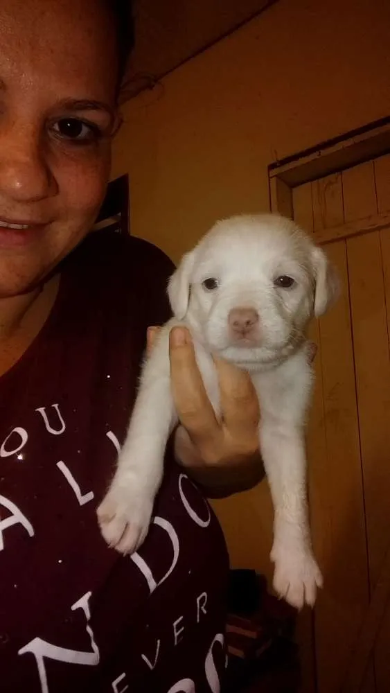 Cachorro ra a Vira lata idade Abaixo de 2 meses nome Sem nome ainda