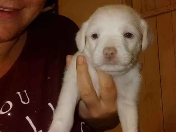 Cachorro ra a Vira lata idade Abaixo de 2 meses nome Sem nome ainda