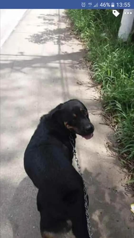 Cachorro ra a Rotweiler  idade 6 ou mais anos nome Dragon