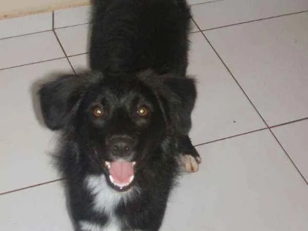 Cachorro ra a border collie idade 2 a 6 meses nome Bela