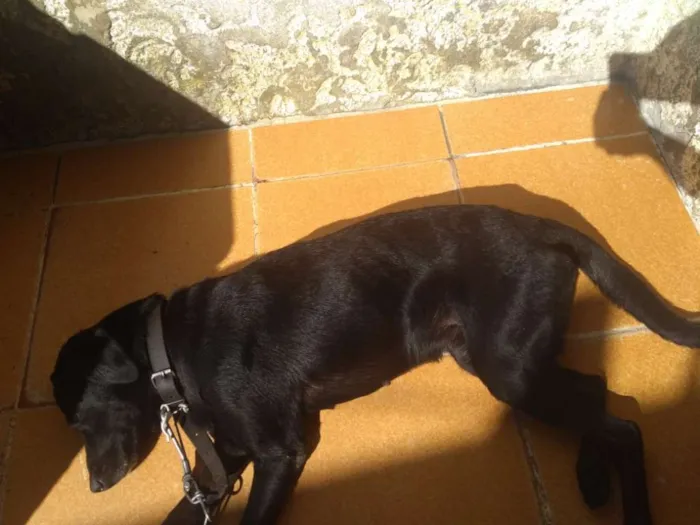 Cachorro ra a Vira Lata idade 5 anos nome Nina