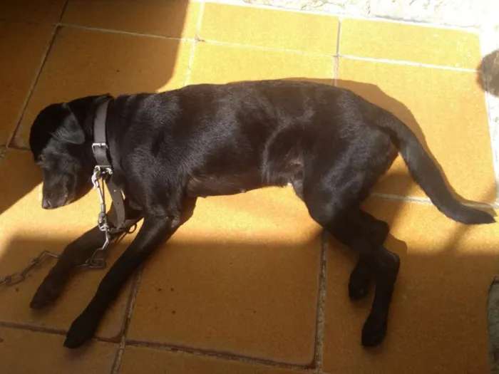 Cachorro ra a Vira Lata idade 5 anos nome Nina