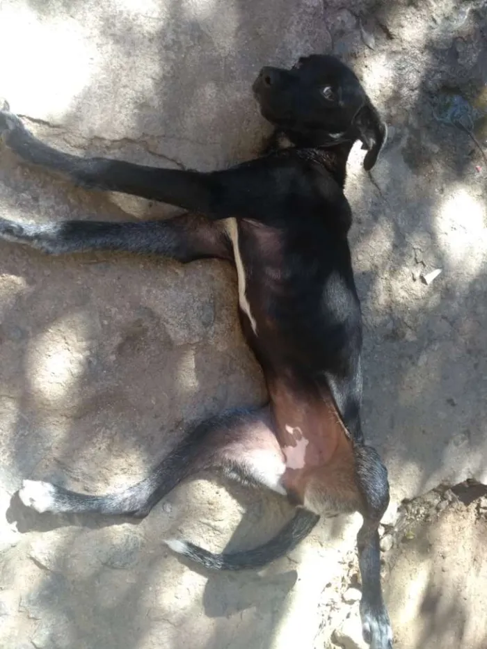 Cachorro ra a Vira Lata idade 2 a 6 meses nome Lia