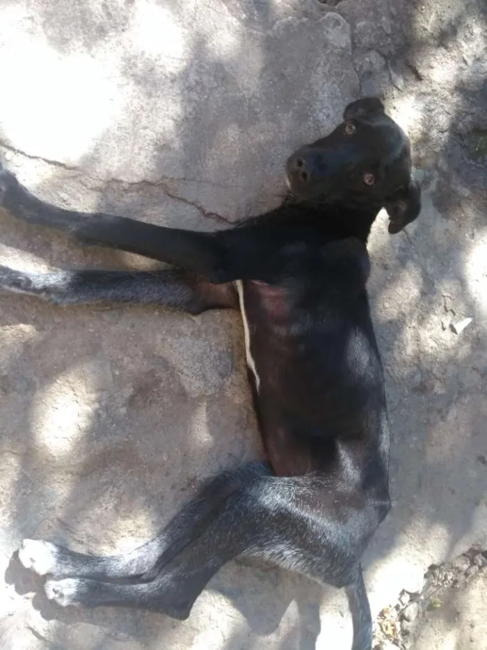 Cachorro ra a Vira Lata idade 2 a 6 meses nome Lia