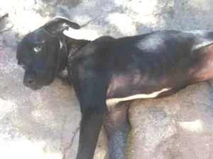 Cachorro raça Vira Lata idade 2 a 6 meses nome Lia