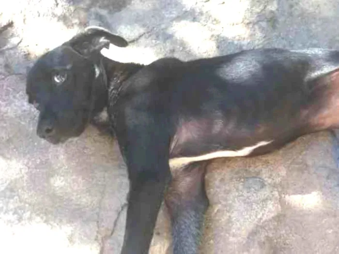 Cachorro ra a Vira Lata idade 2 a 6 meses nome Lia