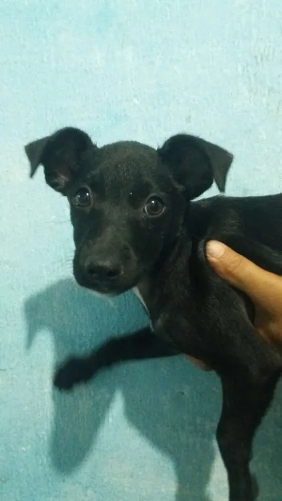 Cachorro ra a SRD idade 2 a 6 meses nome Garnet