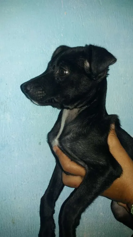 Cachorro ra a SRD idade 2 a 6 meses nome Garnet
