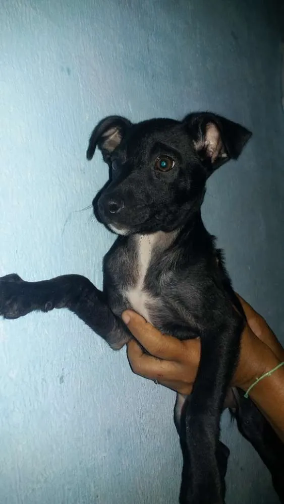 Cachorro ra a SRD idade 2 a 6 meses nome Garnet